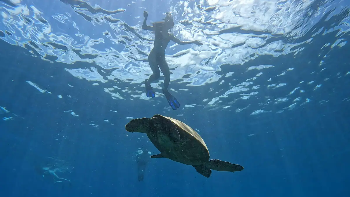 A snorkeler swimming above a Hawaiian green sea turtle