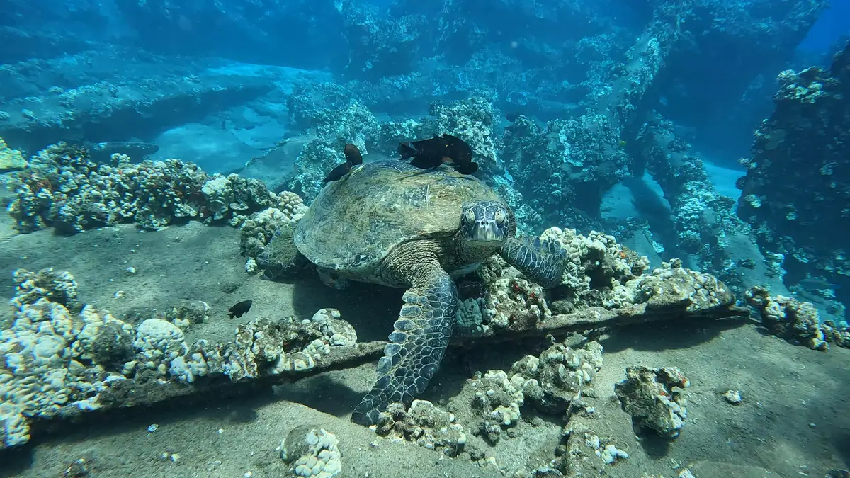 A green sea turtle resting on the reef
